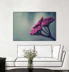 Pink winter flowers by Giordano Aita on GIANT ART - fuchsia photo illustration