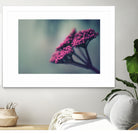 Pink winter flowers by Giordano Aita on GIANT ART - fuchsia photo illustration