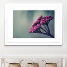 Pink winter flowers by Giordano Aita on GIANT ART - fuchsia photo illustration