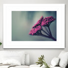 Pink winter flowers by Giordano Aita on GIANT ART - fuchsia photo illustration