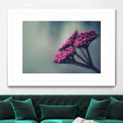 Pink winter flowers by Giordano Aita on GIANT ART - fuchsia photo illustration