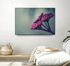 Pink winter flowers by Giordano Aita on GIANT ART - fuchsia photo illustration