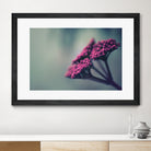 Pink winter flowers by Giordano Aita on GIANT ART - fuchsia photo illustration