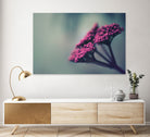 Pink winter flowers by Giordano Aita on GIANT ART - fuchsia photo illustration
