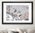 Snow leopard by Sarah Arthur on GIANT ART - gray photo illustration