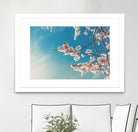 Spring Cherry Sakura White Flowers,Toning by Anna Matveeva on GIANT ART - blue photo illustration