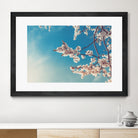 Spring Cherry Sakura White Flowers,Toning by Anna Matveeva on GIANT ART - blue photo illustration