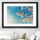 Spring Cherry Sakura White Flowers,Toning by Anna Matveeva on GIANT ART - blue photo illustration