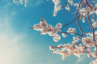 Spring Cherry Sakura White Flowers,Toning by Anna Matveeva on GIANT ART - blue photo illustration