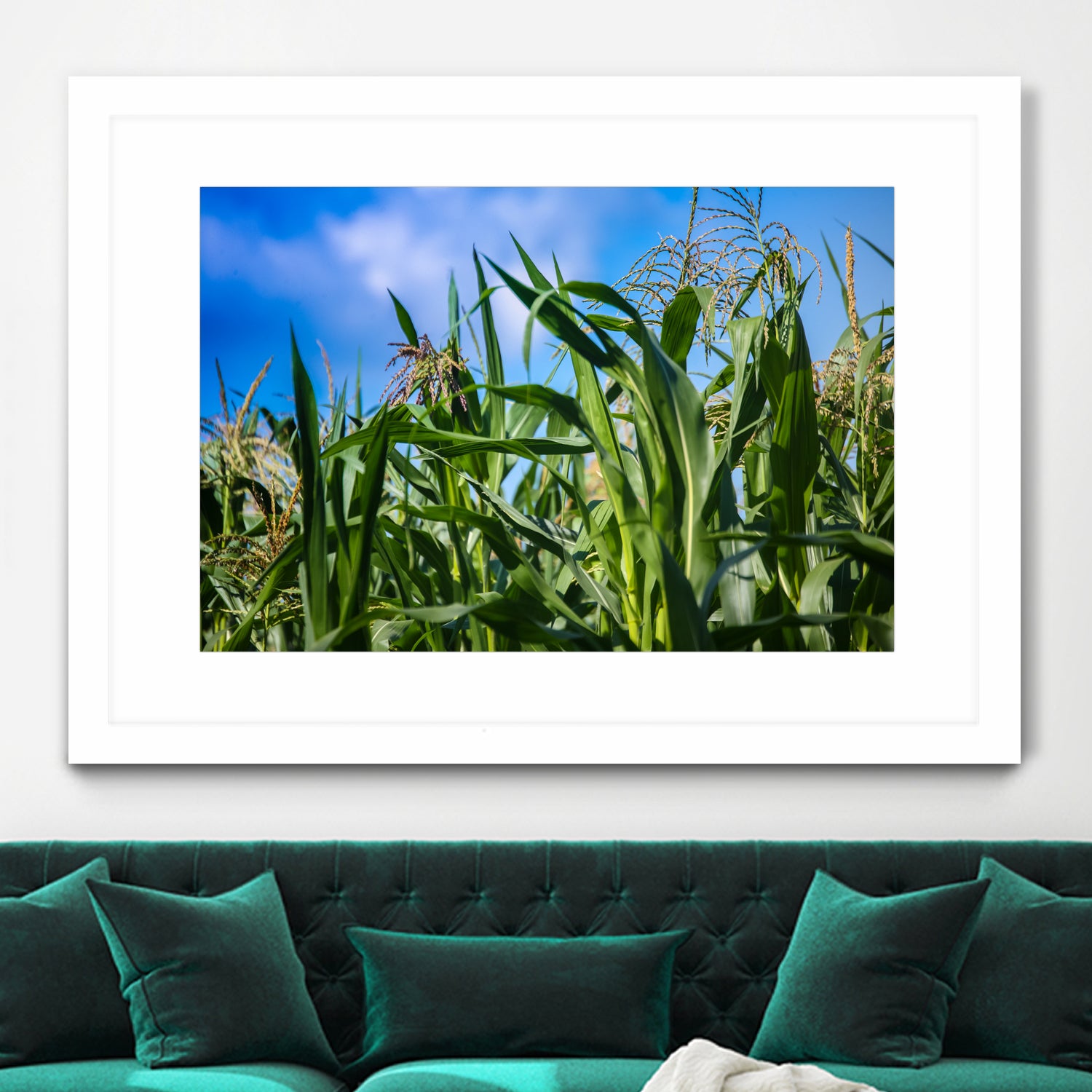 Corn Field Blue Sky Close-up by Anna Matveeva on GIANT ART - green photo illustration