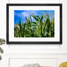 Corn Field Blue Sky Close-up by Anna Matveeva on GIANT ART - green photo illustration