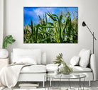 Corn Field Blue Sky Close-up by Anna Matveeva on GIANT ART - green photo illustration