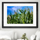 Corn Field Blue Sky Close-up by Anna Matveeva on GIANT ART - green photo illustration