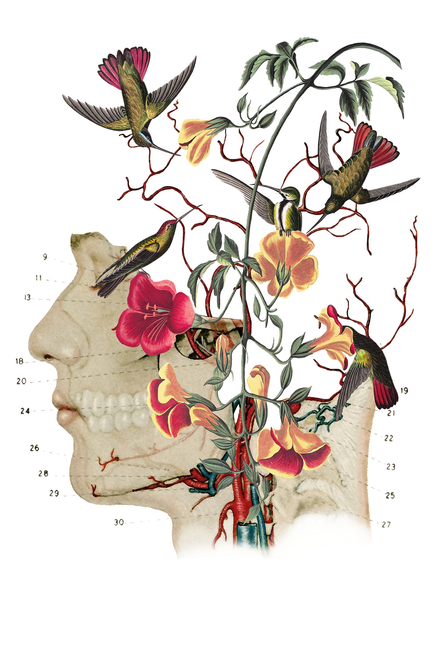 Flower anatomy by Caterina Lo Cicero on GIANT ART - black digital drawing