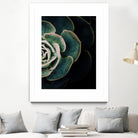 DARKSIDE OF SUCCULENTS IV-2 by Pia Schneider on GIANT ART - black photo manipulation