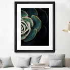 DARKSIDE OF SUCCULENTS IV-2 by Pia Schneider on GIANT ART - black photo manipulation