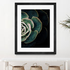 DARKSIDE OF SUCCULENTS IV-2 by Pia Schneider on GIANT ART - black photo manipulation