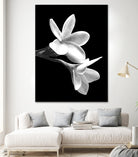 White Flowers Black Background by Alessandra Minervini on GIANT ART - black digital painting