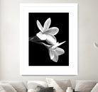 White Flowers Black Background by Alessandra Minervini on GIANT ART - black digital painting