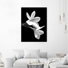 White Flowers Black Background by Alessandra Minervini on GIANT ART - black digital painting