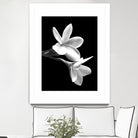 White Flowers Black Background by Alessandra Minervini on GIANT ART - black digital painting