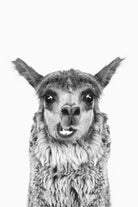 Happy Llama by Kathrin Pienaar on GIANT ART - gray photo manipulation