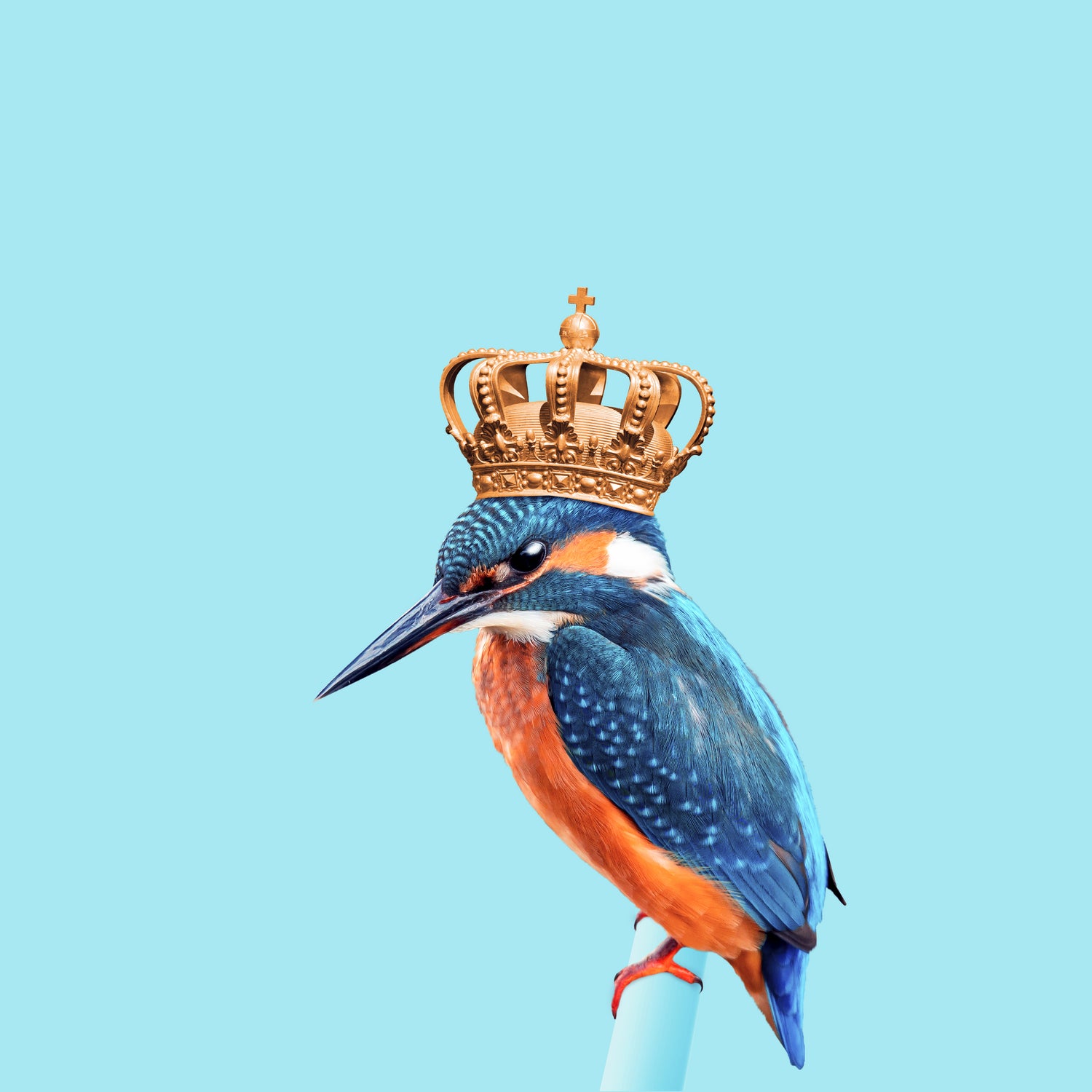 KINGFISHER by Jonas Loose on GIANT ART - blue photo manipulation