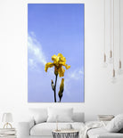 Yellow Iris by Matthew Holden Bates on GIANT ART - yellow botanical