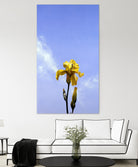 Yellow Iris by Matthew Holden Bates on GIANT ART - yellow botanical