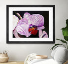 Purple Orchids by Matthew Holden Bates on GIANT ART - purple botanical