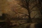 Old tree by Nel Talen on GIANT ART - forest mood forest