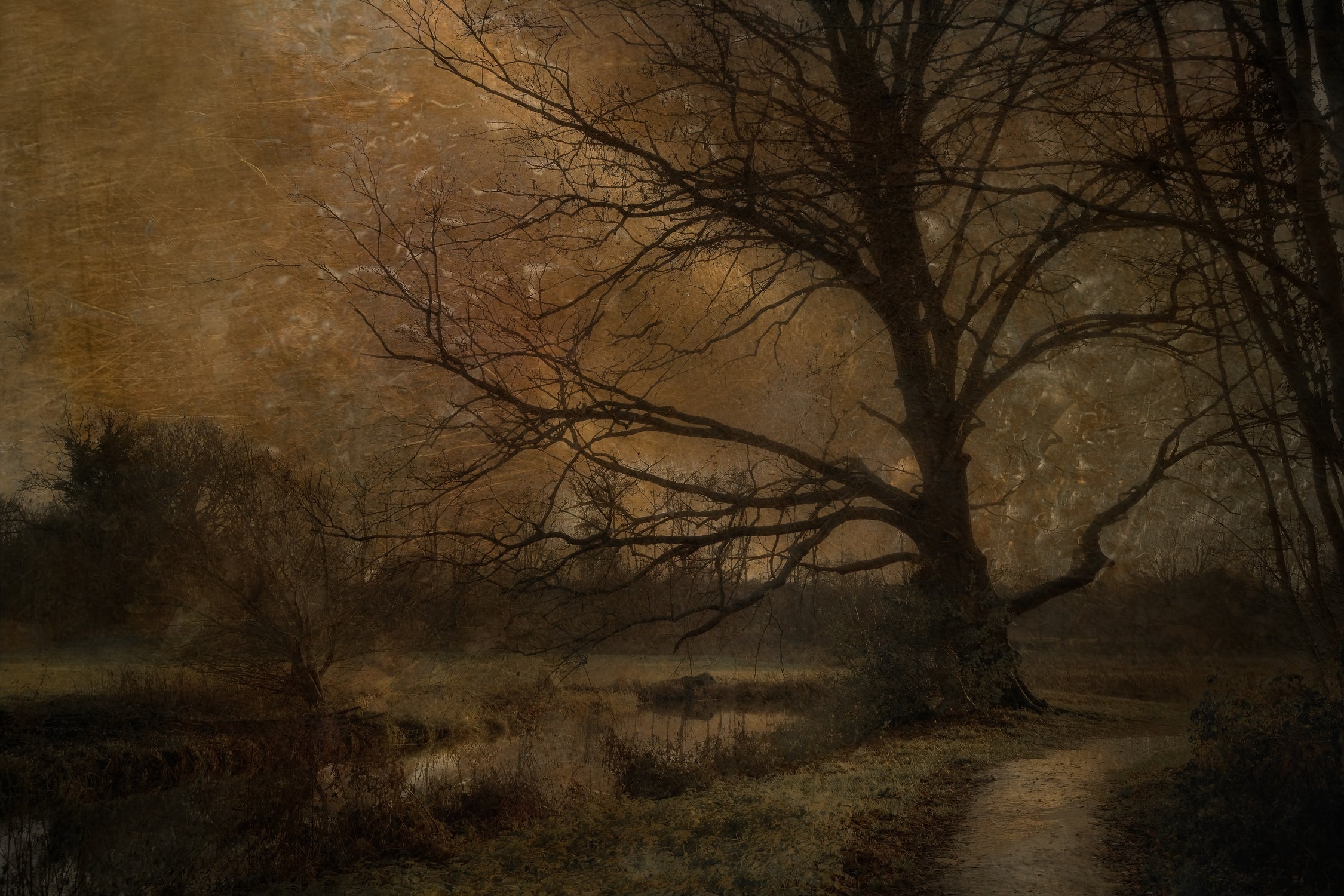 Old tree by Nel Talen on GIANT ART - forest mood forest