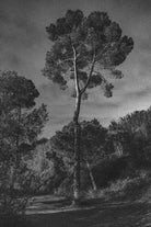 Arbores  by Pepa on GIANT ART - black botanical framed canvas