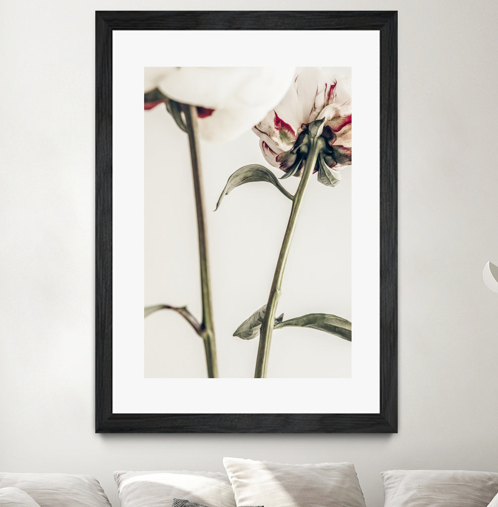 Peony 01 by Pictufy on GIANT ART - still life flower