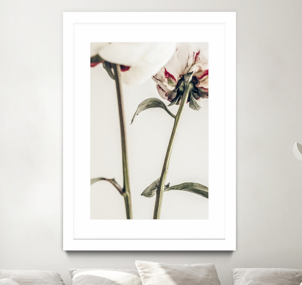 Peony 01 by Pictufy on GIANT ART - still life flower