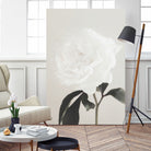 Peony 03 by Pictufy Studio III on GIANT ART - still life flower