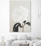 Peony 03 by Pictufy Studio III on GIANT ART - still life flower