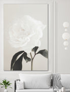 Peony 03 by Pictufy Studio III on GIANT ART - still life flower