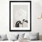 Peony 03 by Pictufy Studio III on GIANT ART - still life flower