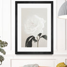 Peony 03 by Pictufy Studio III on GIANT ART - still life flower