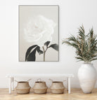 Peony 03 by Pictufy Studio III on GIANT ART - still life flower