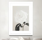 Peony 03 by Pictufy Studio III on GIANT ART - still life flower