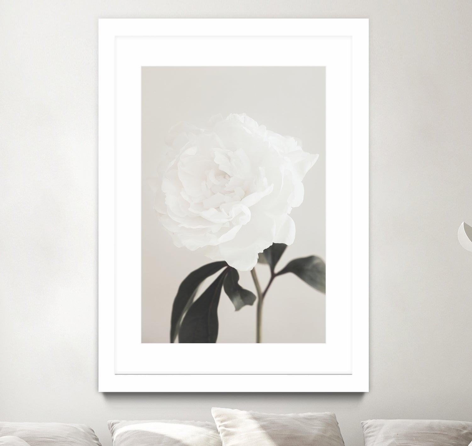 Peony 03 by Pictufy Studio III on GIANT ART - still life flower