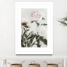 Peony 04 by Pictufy on GIANT ART - still life flower