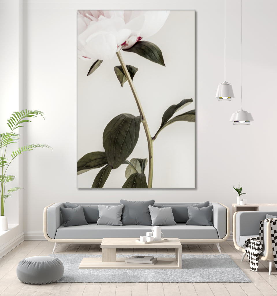 Peony 09 by Pictufy on GIANT ART - still life flower