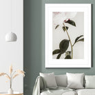 Peony 09 by Pictufy on GIANT ART - still life flower