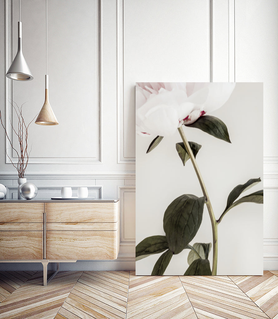 Peony 09 by Pictufy on GIANT ART - still life flower