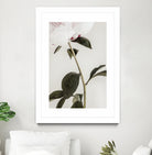 Peony 09 by Pictufy on GIANT ART - still life flower