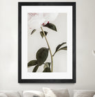 Peony 09 by Pictufy on GIANT ART - still life flower