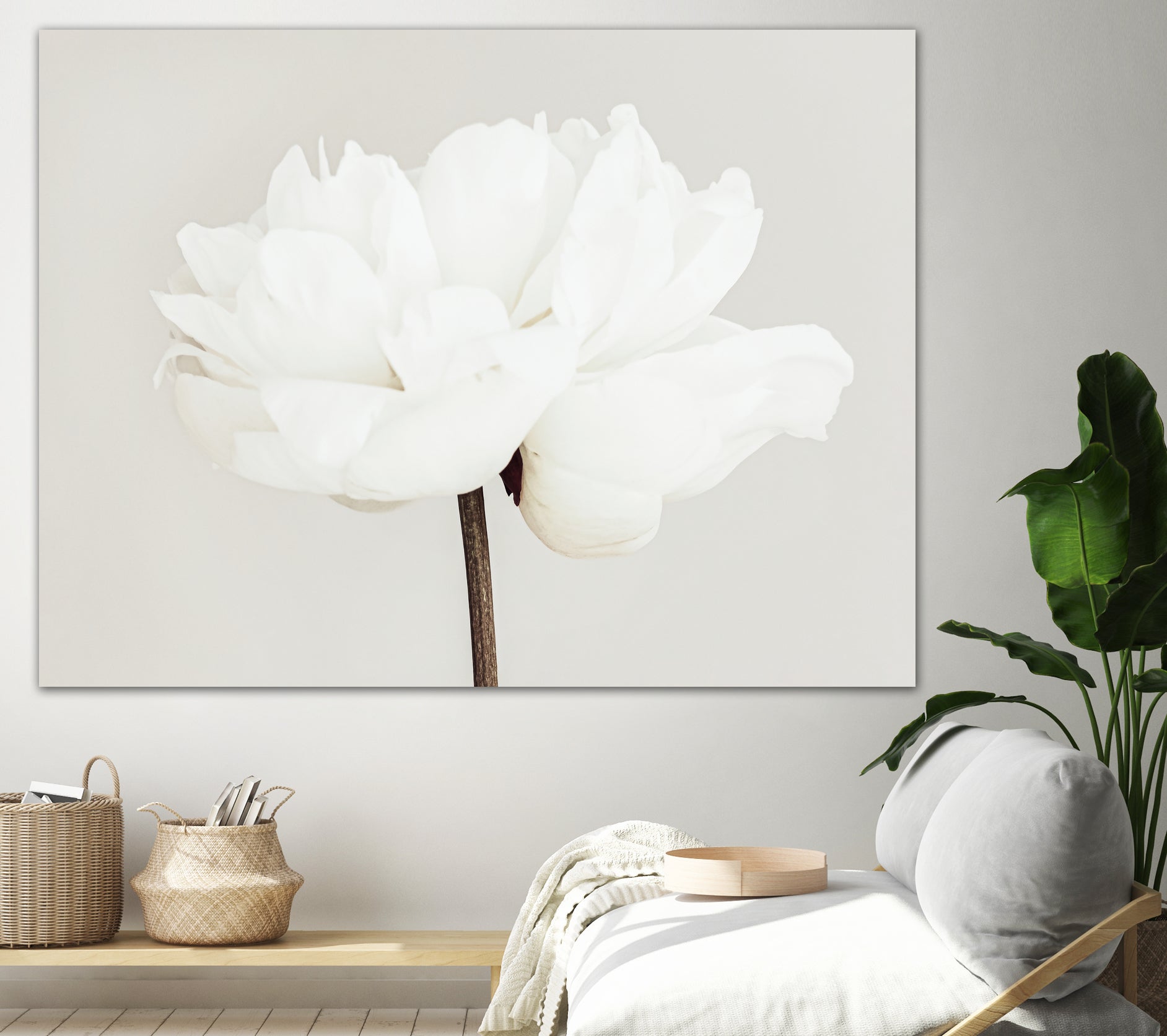 Peony 11 by Pictufy Studio III on GIANT ART - photography flower